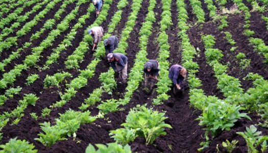 Reformas al FIDEAGRO amplían créditos a productores agrícolas